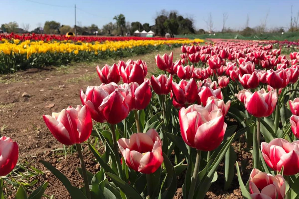 A Bologna arriva TuliPark: migliaia di tulipani colorati da raccogliere