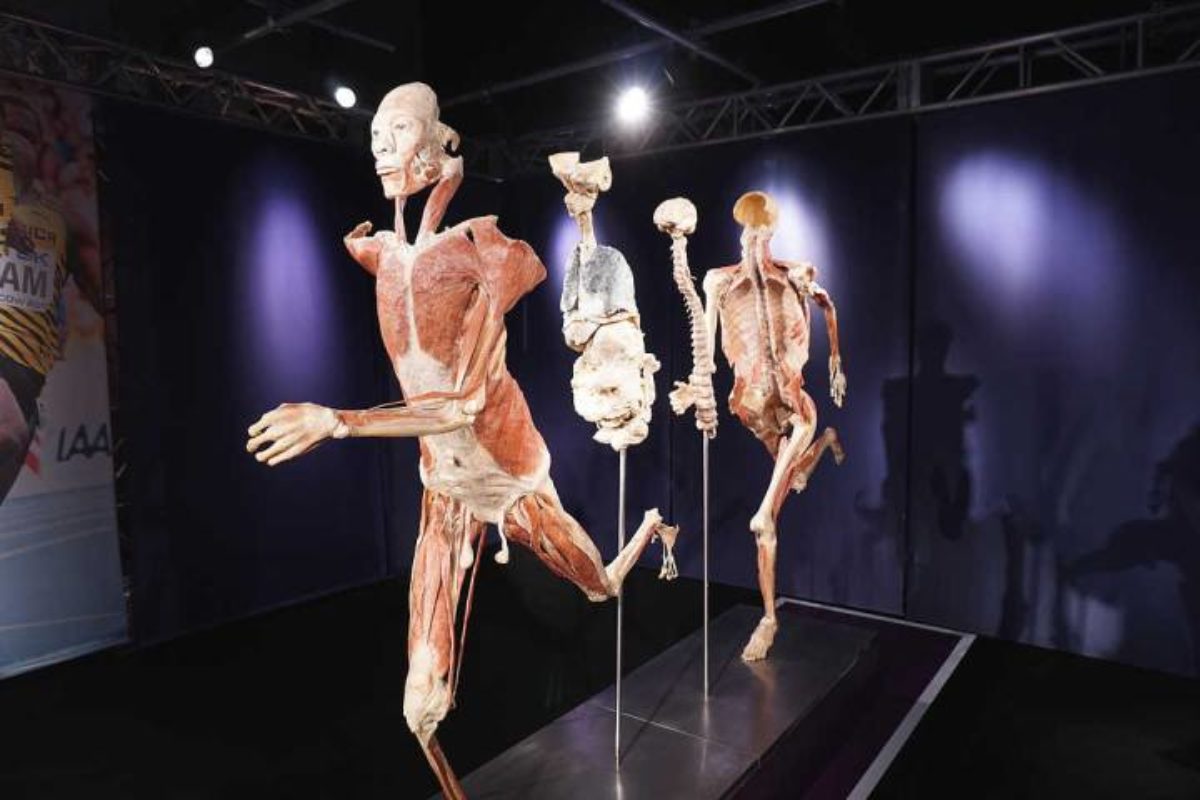 Real Bodies Experience, a Bologna la mostra con veri organi e corpi umani