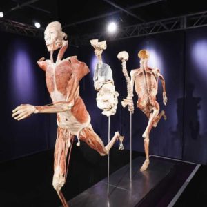 Real Bodies Experience, a Bologna la mostra con veri organi e corpi umani