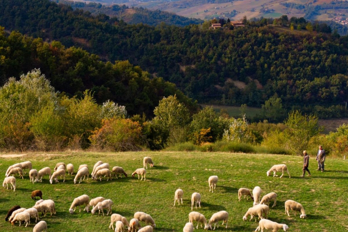 Laboratori, passeggiate nel bosco, incontri di cucina alla Fattoria Zivieri