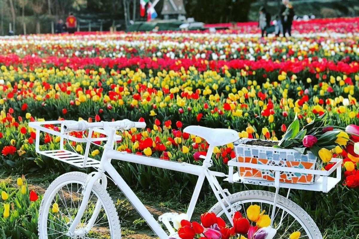Migliaia di tulipani da raccogliere: riapre TuliPark Bologna