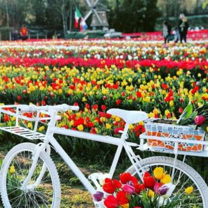 Migliaia di tulipani da raccogliere: riapre TuliPark Bologna