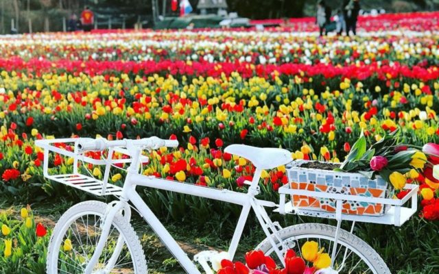 Migliaia di tulipani da raccogliere: riapre TuliPark Bologna