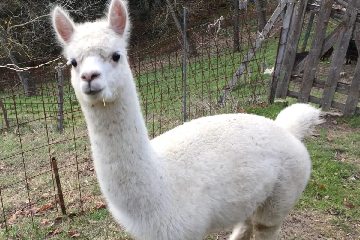 Merenda con gli alpaca: l’esperienza a pochi passi da Bologna