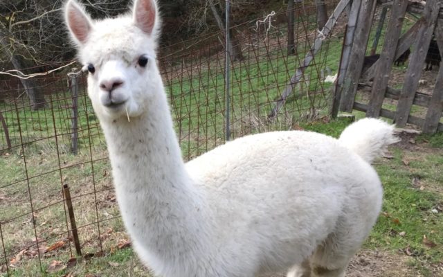 Merenda con gli alpaca: l’esperienza a pochi passi da Bologna