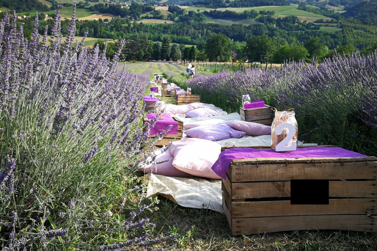 Che sogno il picnic tra i filari di lavanda