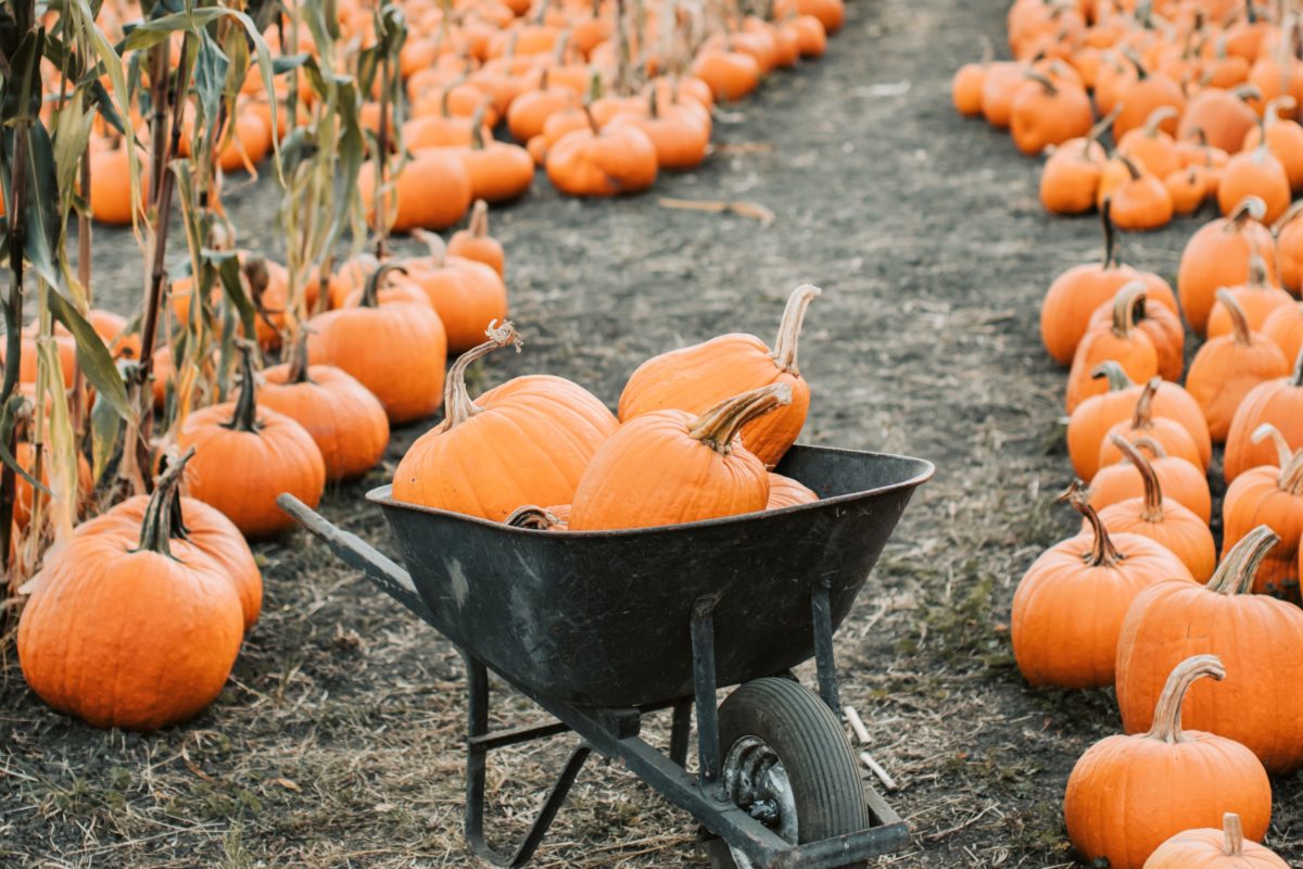 Pumpkin Patch: il Parco delle Zucche anche a Bologna