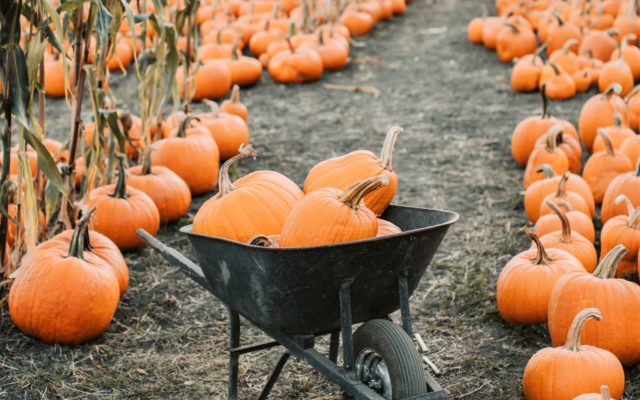 Pumpkin Patch: il Parco delle Zucche anche a Bologna