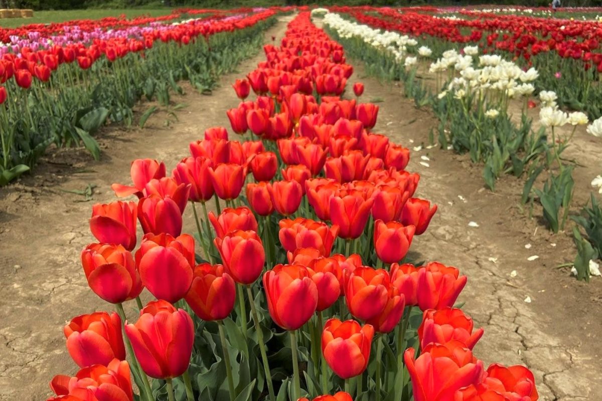 A Bologna torna TuliPark: migliaia di tulipani da raccogliere