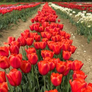 A Bologna torna TuliPark: migliaia di tulipani da raccogliere