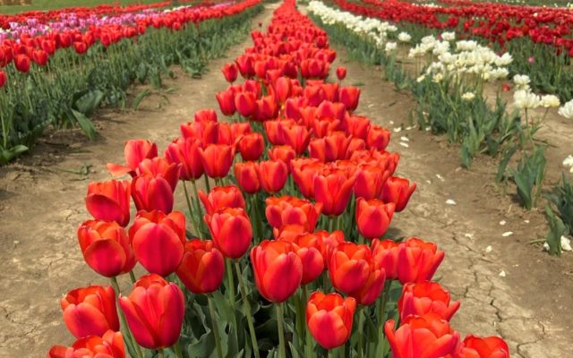 A Bologna torna TuliPark: migliaia di tulipani da raccogliere