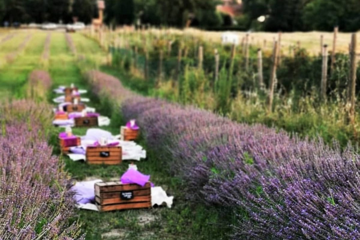 Il picnic tra i filari di lavanda: come partecipare a questo spettacolo