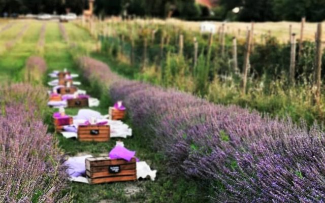 Il picnic tra i filari di lavanda: come partecipare a questo spettacolo