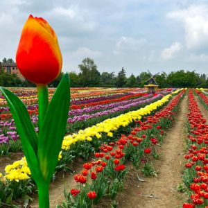Migliaia di tulipani da raccogliere: ecco quando torna TuliPark a Bologna!