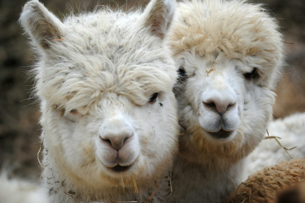 A Bologna una notte con gli alpaca sotto le stelle
